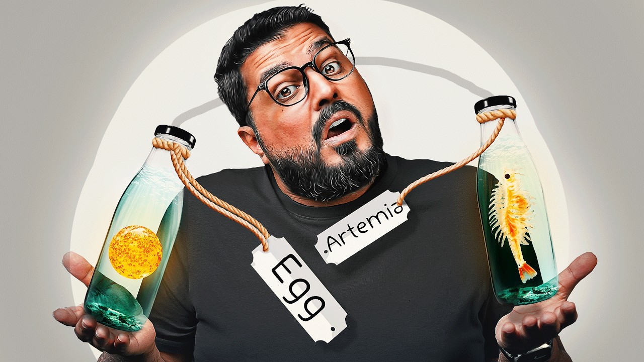 افضل اكل حي لسمك الزينه (ماء الذهب) البراين شريمب خطوة بخطوة باقل تكاليف