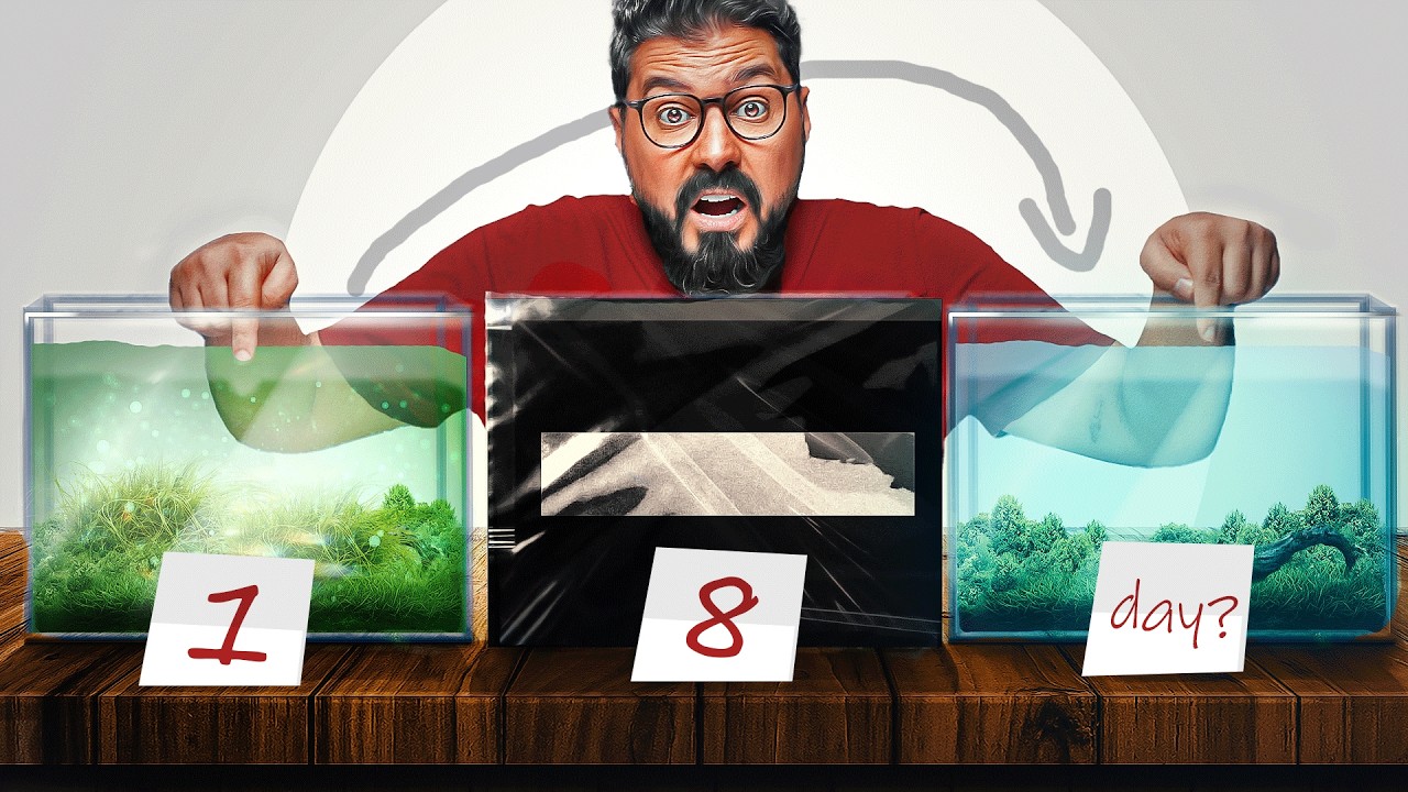 طحالب الغبار الأخضر: لماذا تظهر؟ وكيف تختفي بدون أدوية (الظلام التام خطوة بخطوة)